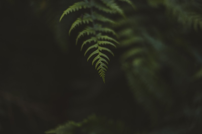 nature, fern, green, plants, bokeh, macro