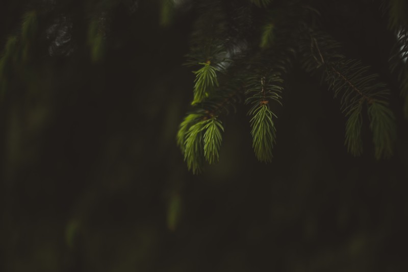 nature, macro, green, bokeh, plants