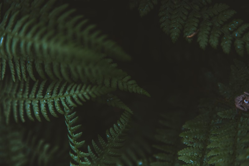 nature, macro, bokeh, fern, plants, green