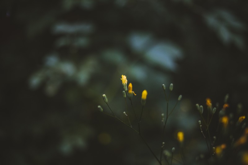 nature, macro, green, plants, bokeh