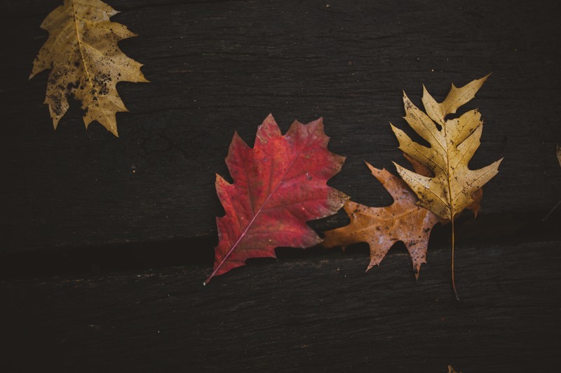 nature, fall, leaves, wood, colorful