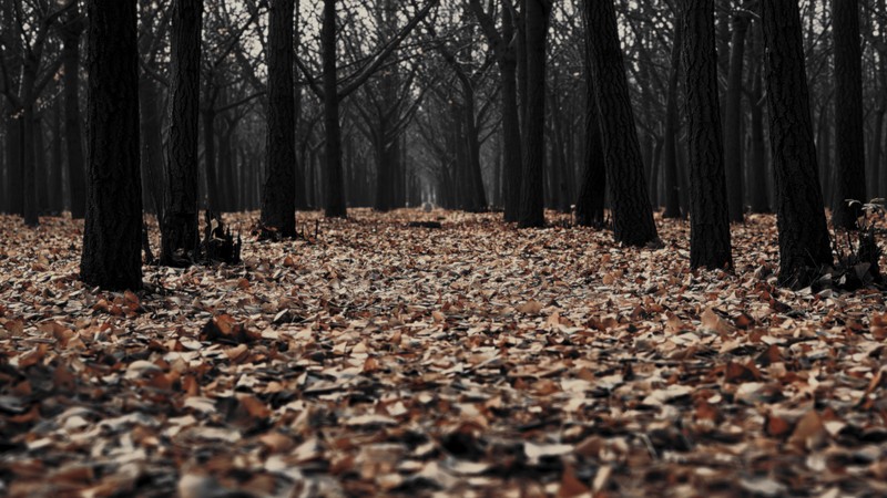 forest, fall, trees, fallen leaves, deep forest, edit, eerie