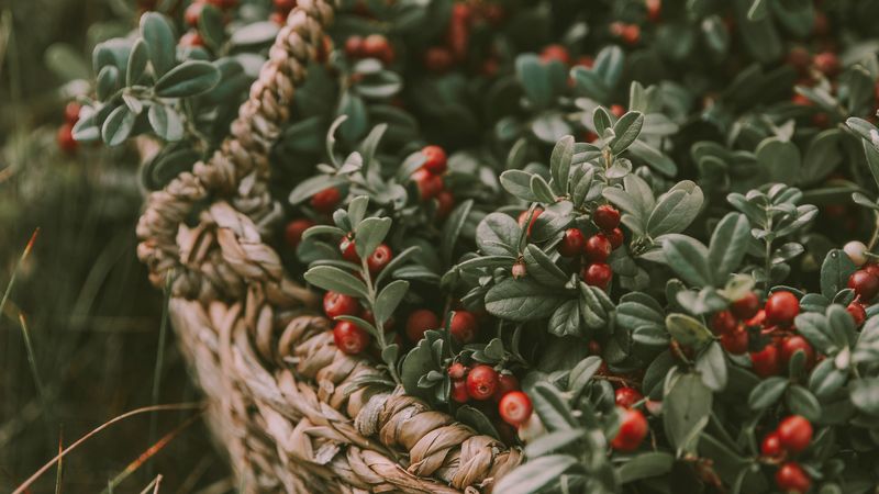 berries, basket, blur, harvest, 4k