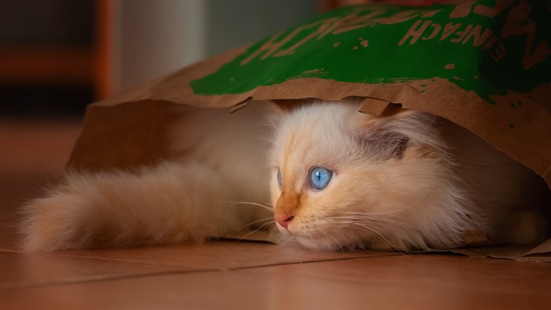 animals, cats, pet, on the floor, blue eyes, animal eyes, bag, depth of field, tail