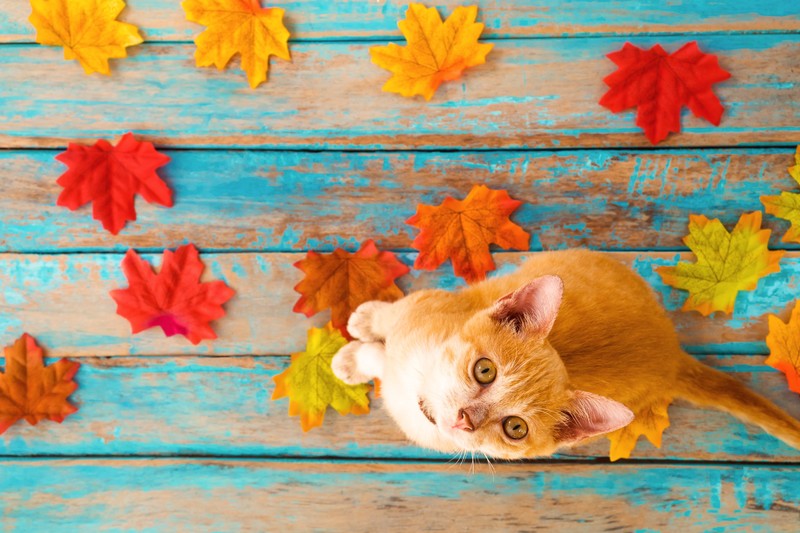 animals, cats, pet, top view, fallen leaves, wooden surface, leaves, colorful, wood planks