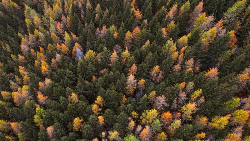 autumn, trees, aerial view, paint autumn, forest, 4k