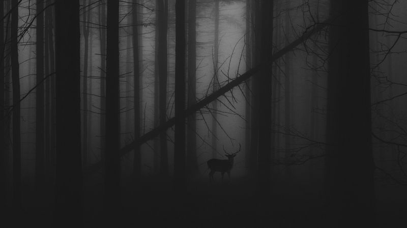 forest, fog, deer, bw, gloomy, 4k