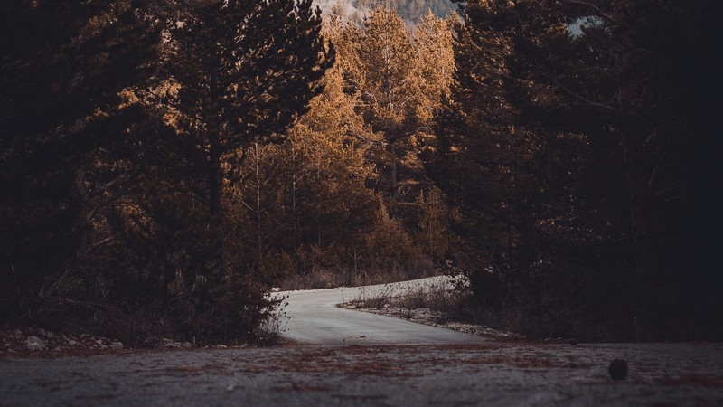 landscape, nature, trees, road, leaves, fall
