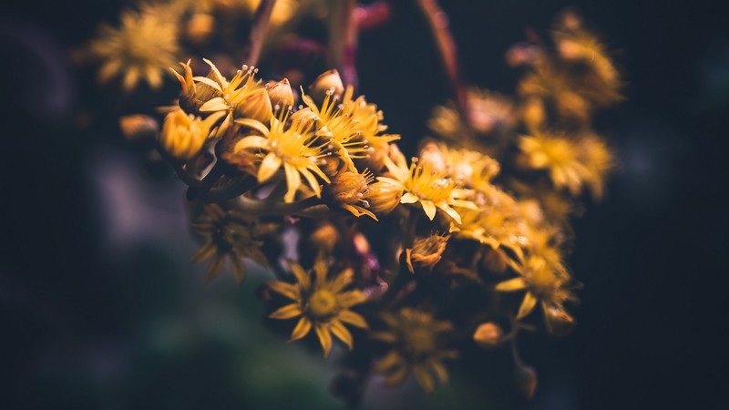 nature, flowers, sunflowers, photography, macro