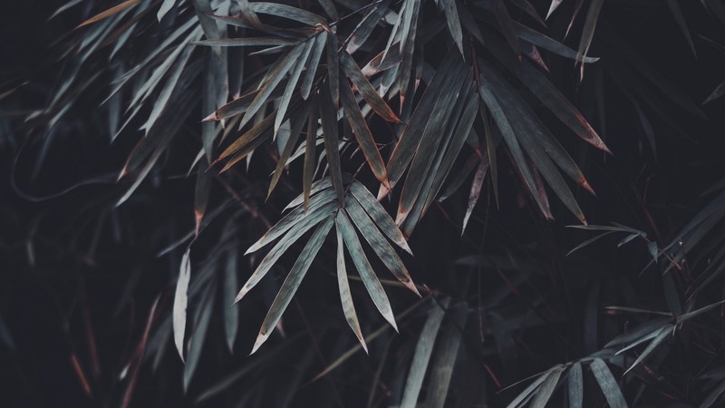 nature, leaves, plants, photography