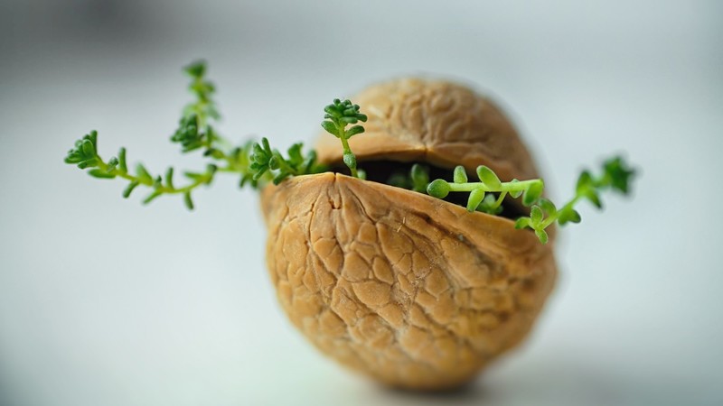 macro, plants, nuts, closeup, grass, bokeh, photography, bright, green, white