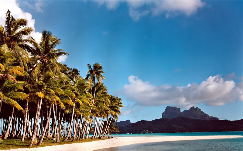 nature, island, palm trees, beach, sea, landscape