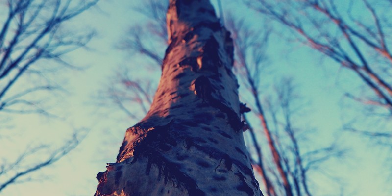 photography, winter, outdoors, trees