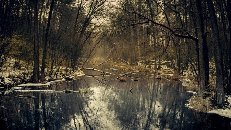 river, nature, trees, winter