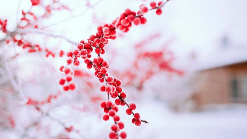snow, plants, ice, outdoors, red, winter, twigs, berries
