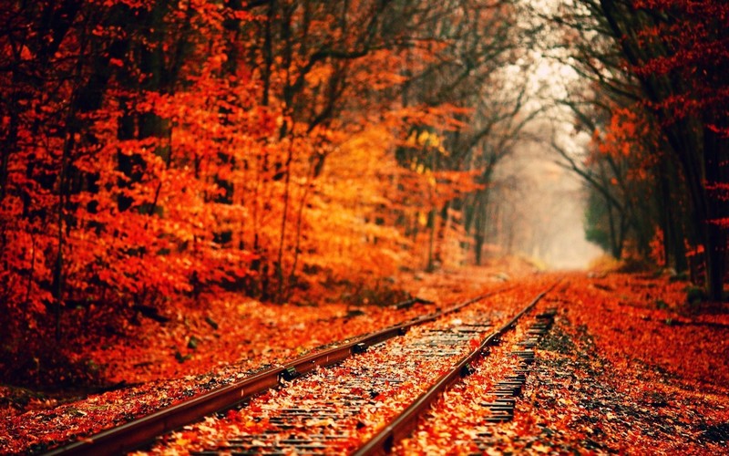 fall, trees, leaves, fallen leaves, railroad track, railway