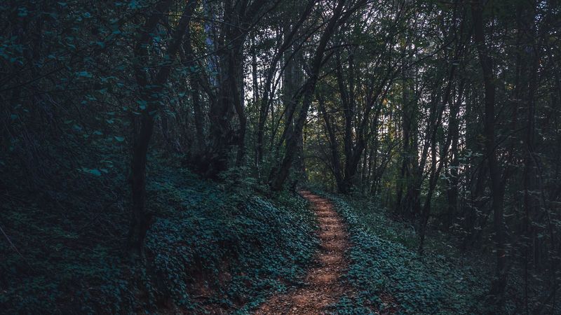forest, path, autumn, trees, steps, 4k