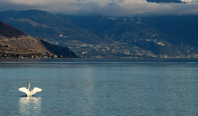 swan, Switzerland, Geneva