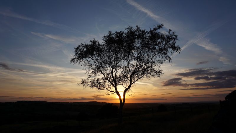 tree, rays, sun, 4k