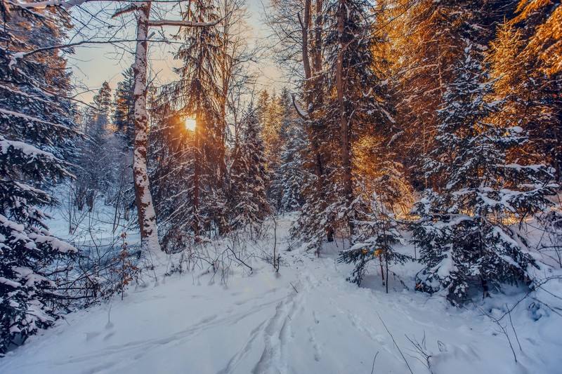 snow, winter, Sun, nature, trees