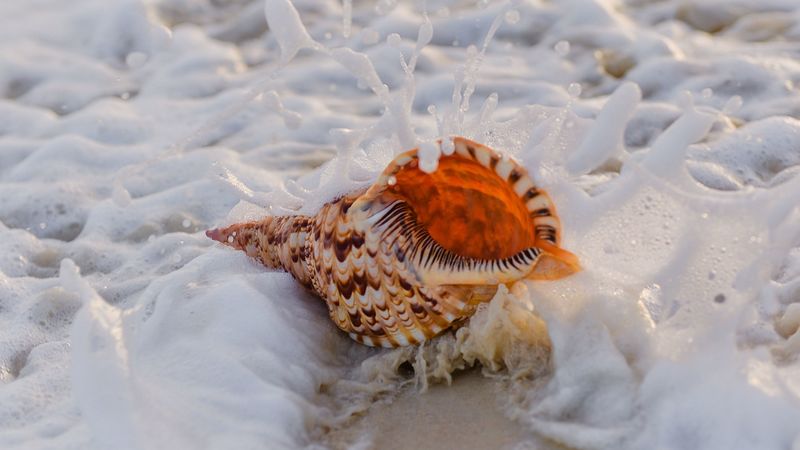 shell, surf, foam, sand, 4k
