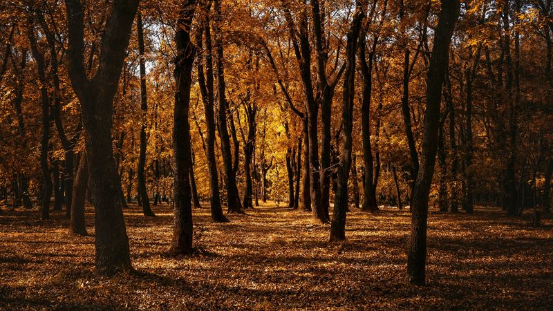 autumn, forest, trees, park, path, 4k