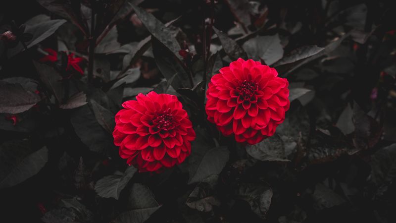 dahlia, buds, red, bush, leaves, bloom, 4k