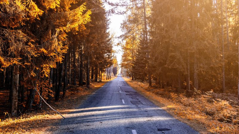 autumn, road, forest, sunlight, 4k
