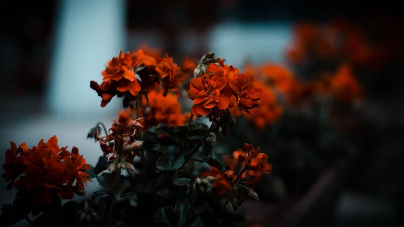 flowers, red, bush, blur, bloom, leaves, 4k