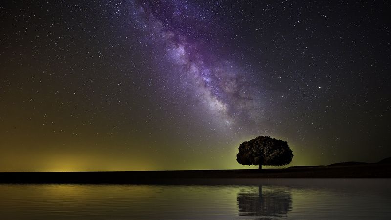 starry sky, milky way, tree, horizon, coast, night, 4k