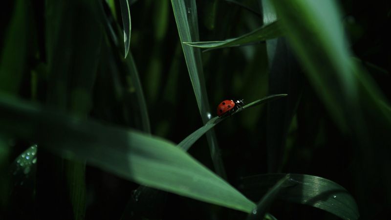 ladybug, insect, grass, 4k