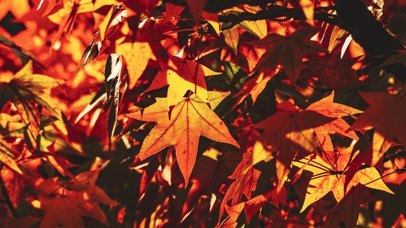 autumn, leaves, maple, branch, sunlight, shadow, 4k