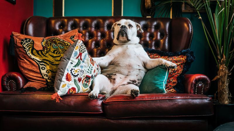dog, bulldog, king, sofa, pillows, 4k