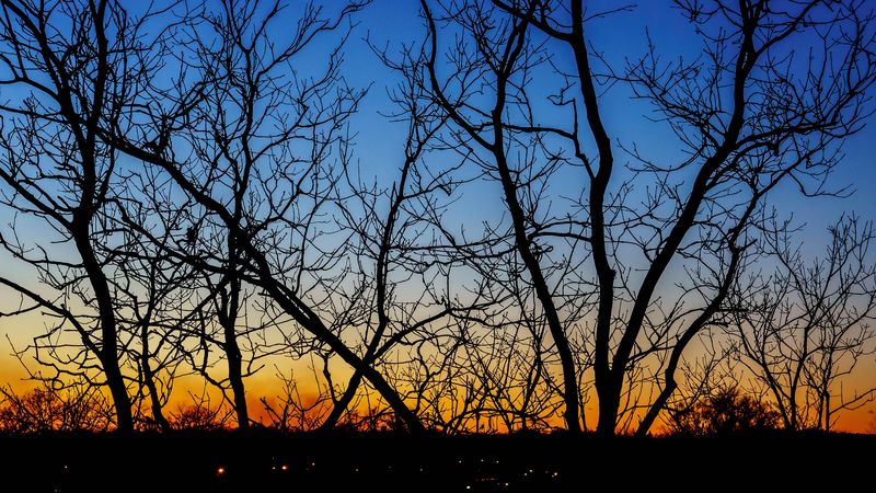 trees, branches, sunset, horizon, gradient, 4k