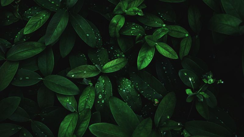 leaves, drops, dew, plant, moisture, dark, 4k