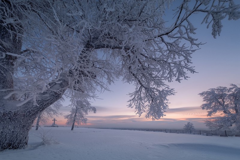 winter, snow, trees, nature, landscape, frost