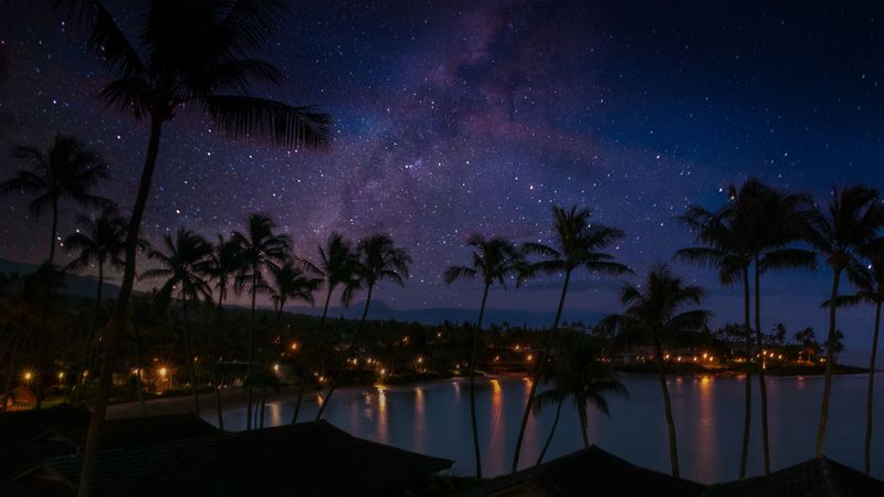 palm trees, coast, night, 4k