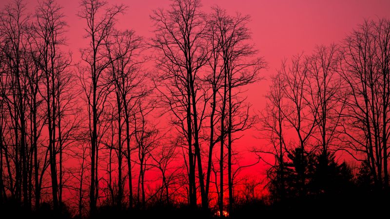 sunset, trees, branches, autumn, sky, 4k