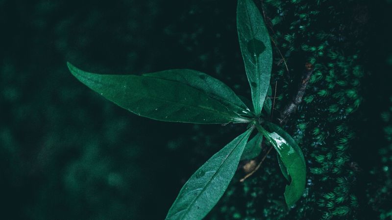 leaf, plant, drops, moisture, green, macro, 4k