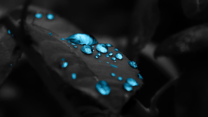 drops, leaf, brushes, dew, 4k