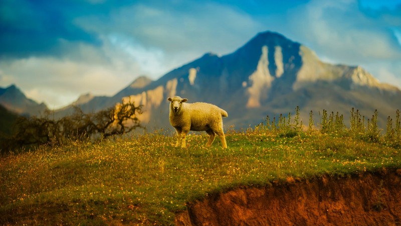 sheep, nature, landscape, animals, wildlife