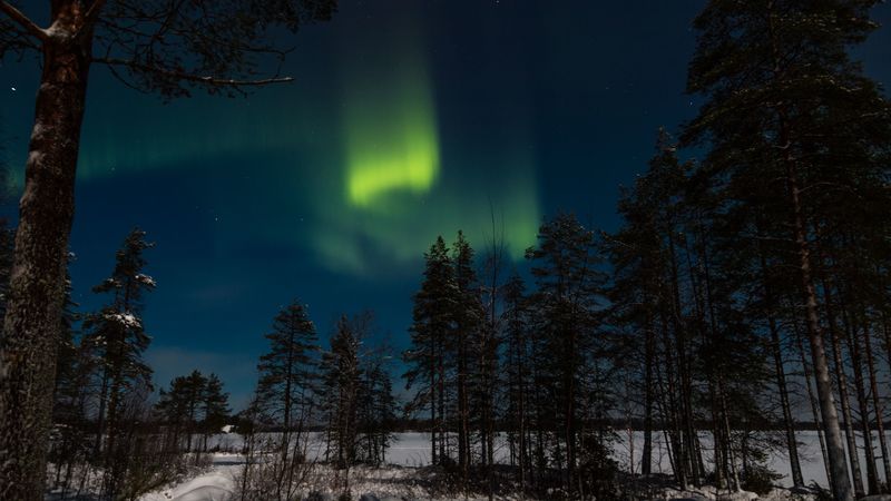 northern lights, aurora, winter, forest, night, trees, sky, 4k