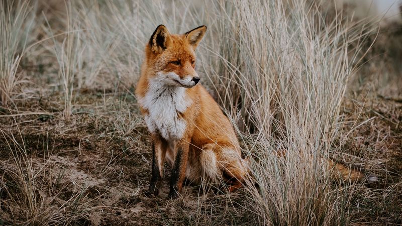 fox, grass, predator, sits, wildlife, 4k