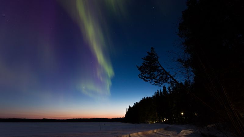 northern lights, winter, forest, night, trees, 4k