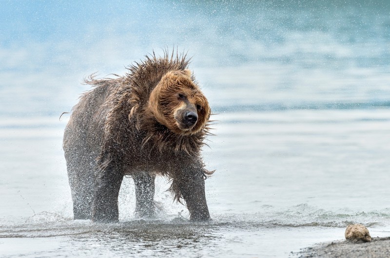 wet, bears, animals, mammals, nature, wildlife
