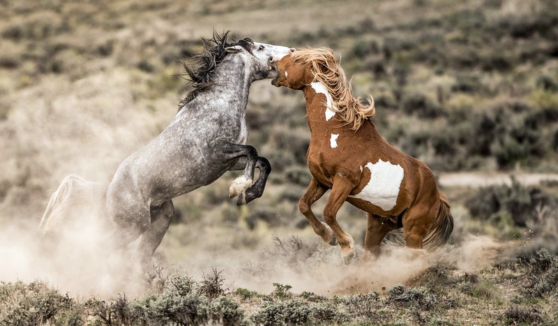 animals, horse, nature