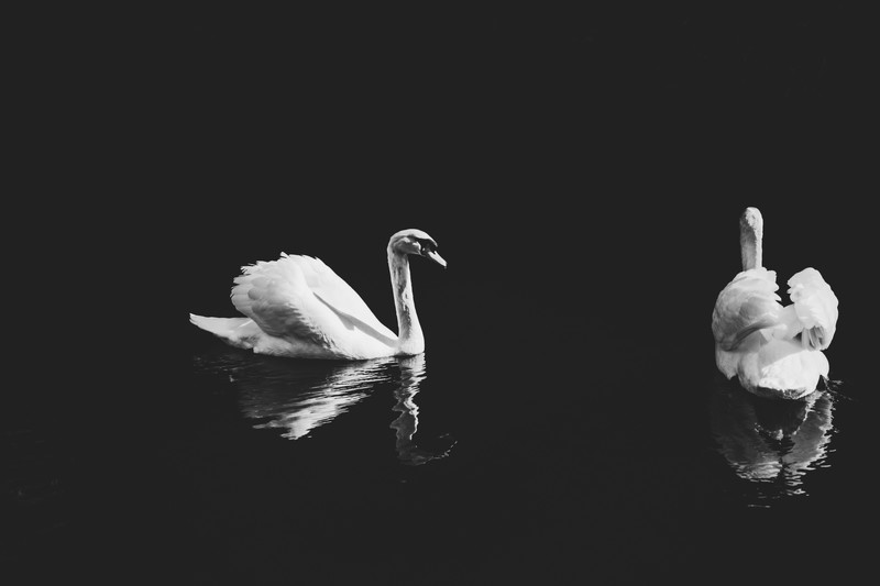 photography, nature, swan, animals, monochrome