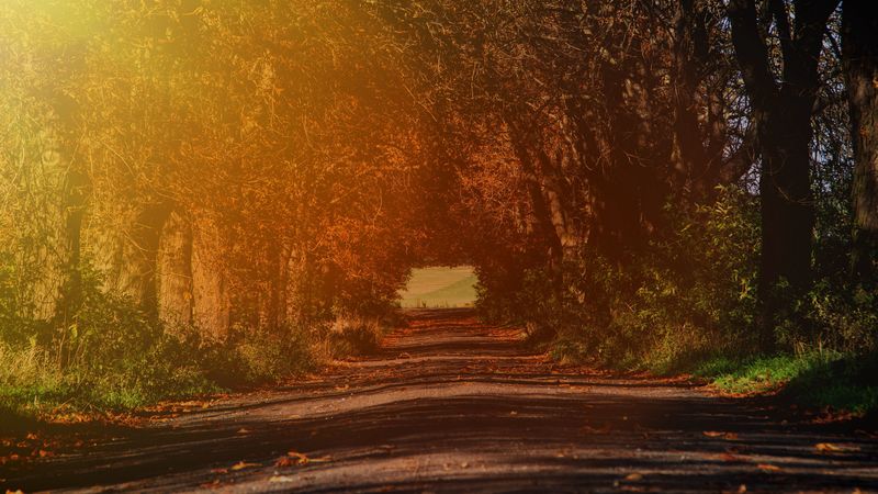 road, branches, autumn, sunlight, trees, 4k