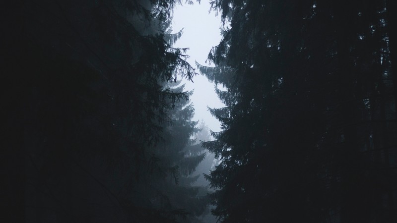 landscape, nature, trees, forest, mist, branch