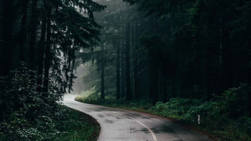 road, trees, plants, outdoors, forest, asphalt